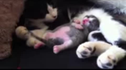 Funny funny cat funny Funny video Funny cat vs dog videos Funny video Funny