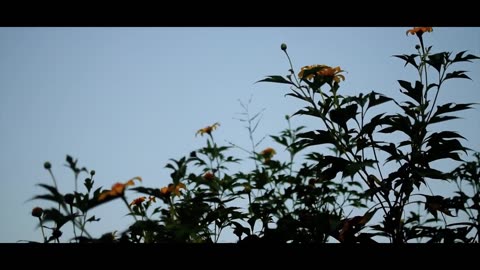 4K Nature Cinematography | Cinematic Background Music !!! NIKON D5300