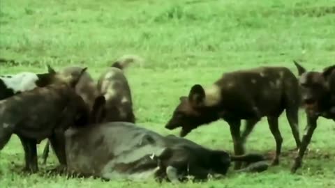 Wild Dogs Wildebeest Hunt and Take Down🐕🦌😮👀