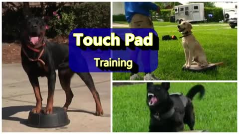 DOG training
