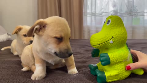 Cute Puppies were scared of a toy squeaker