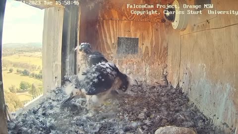 Amazing peregrine falcon and their beautiful chicks