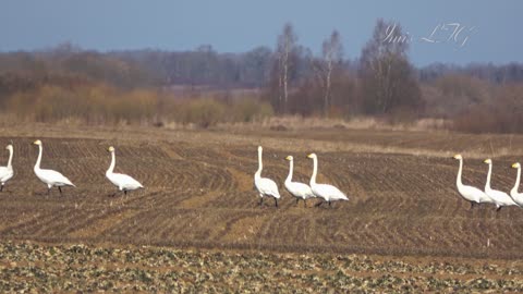 Swans