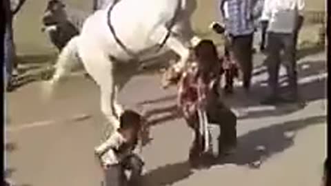 Funny horse dancing
