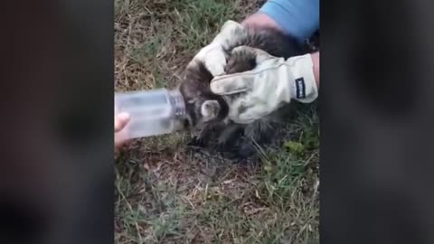 Fascinating Raccoons