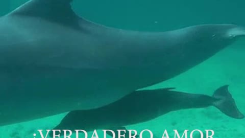 Video: Conoce a Sol y Kristal, 2 crías de Delfín que nacieron en las Islas del Rosario