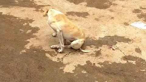 police vehicle runs over a dog- animal cruelty
