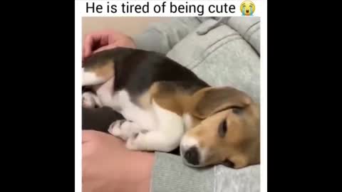 Cute and Funny dogs complication