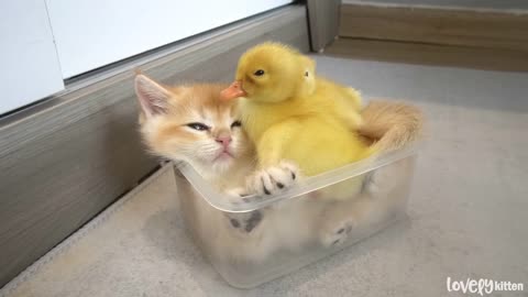 A cute kitten and 2 yellow tiny ducks __ This trio will melt your heartlovely
