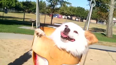 Rescued dog "swings" into the good life