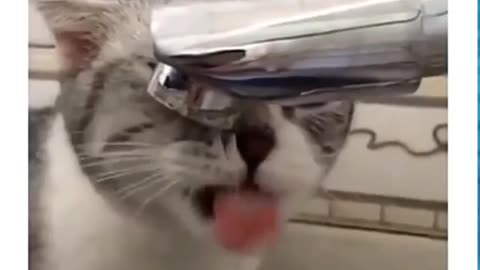 Cat uses water tap 😂