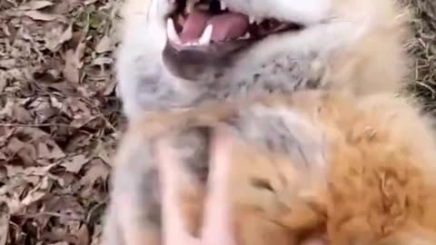 Fox Laugh Funny Animal Moment