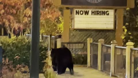 Big Black Bear Strolls Downtown Gatlinburg