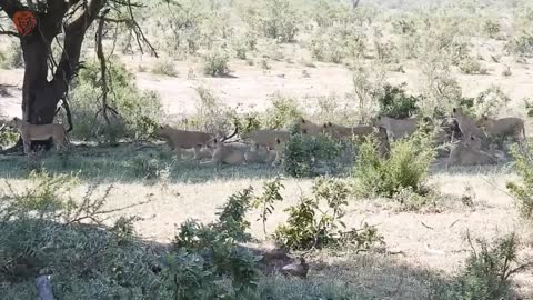 Mother Buffalo attacks Lion who try to eat her baby, Harsh Life of Wild Animals