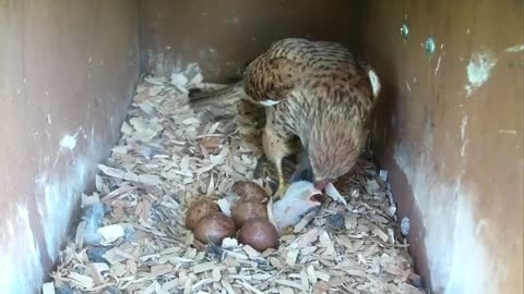 This mother bird tries to save her child