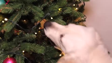 Funny Dog Helps to Decorate Christmas Tree Very First Christmas for Cute Puppy Bailey