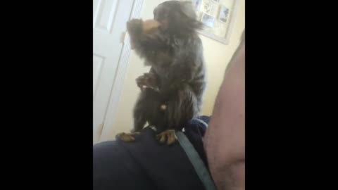 FINGER MONKEY - Cute and Funny Video Of Common Marmoset Monkey 2022 2023