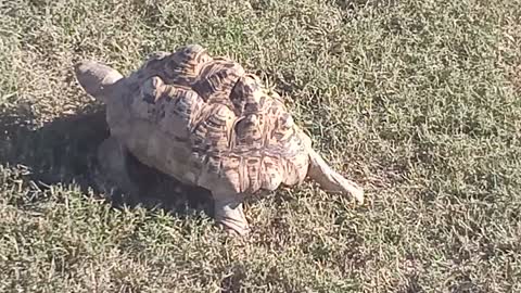 Big Bertha Taking A Walk