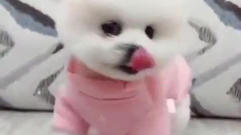 Cute puppy 😊 video