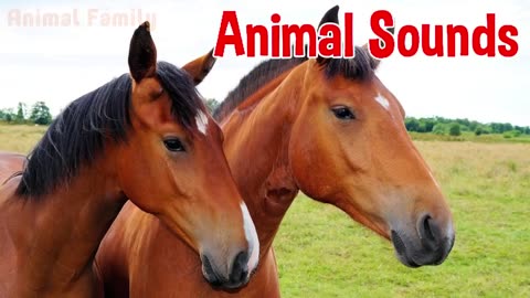 Animal Sounds for Children