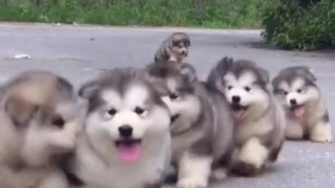 Cute and adorble puppies loved it...