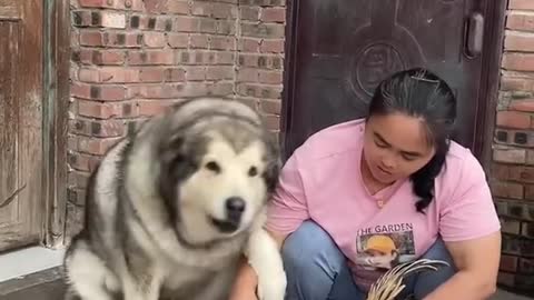 An Alaskan dog doesn't want its owner to harm a hen 🥰🤩