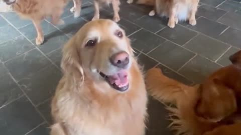 Do y’all like golden retrievers