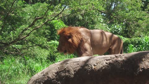 Lion in Close and closer Shoot With Camera