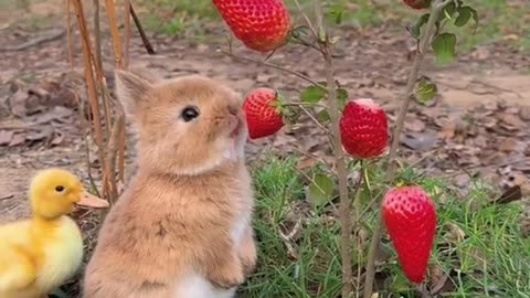 Rabbit eating