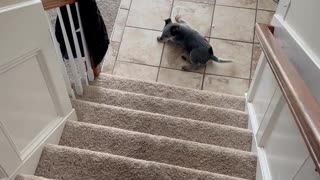 This Puppy Is Still Getting Used to Stairs