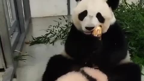 The baby Panda is getting big pretty quick