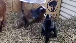 4 day old baby goats feeling playful