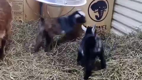 4 day old baby goats feeling playful