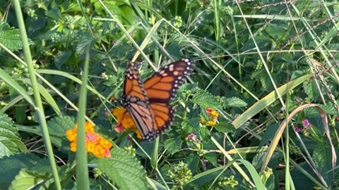 Monarch visiting April 10 2024