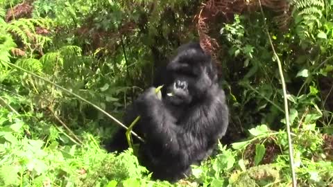 ATTAQUE DE GORILLE PARC DES VOLCANS RWANDA