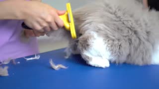 How to properly care for a cat. Part 1
