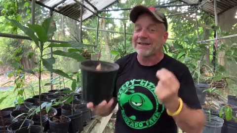 How to Grow Avocados in a Pot