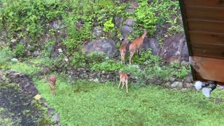 Deer 🦌 Fawns 🦌 NW NC at The Treehouse 🌳 Lady walks the fawns around the property 3 times a day