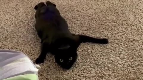 funny cat attack