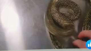 Animal: Snake eatings it's tail