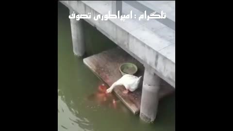 غذا دادن غاز به ماهی ها ❤️