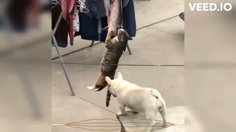 Funny cats playing with others