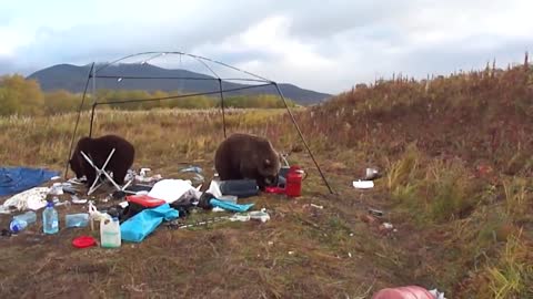 These Wild Bears Just Made Some Camper's Trip A Real Nightmare