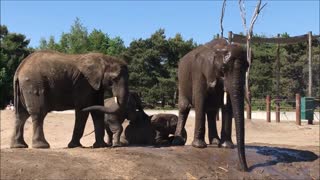 Elephant enjoys cool spray on hot day