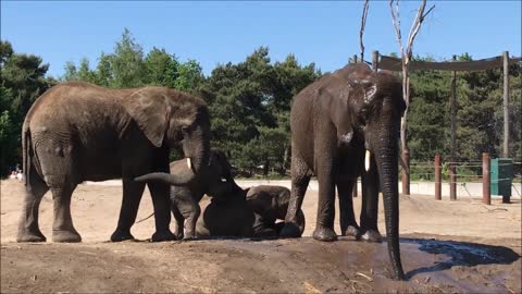 Elephant enjoys cool spray on hot day