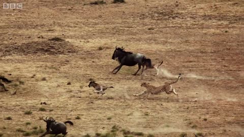 Cheetah chase wildebeest | the Hunt