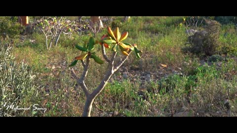 Socotra island is the most wonderful and most beautiful island in the world