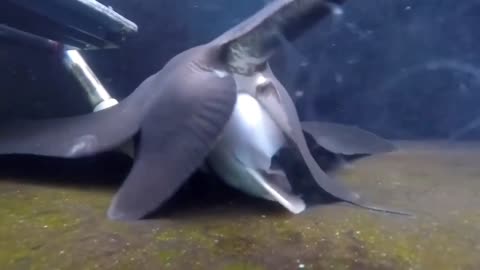 Rays give birth
