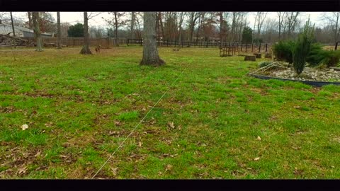 Training For Dogs Who Chase Squirrels, Cats, Rabbits, and Prey!