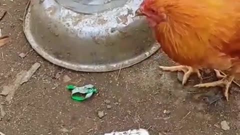 It's funny how cats fight with two chickens
